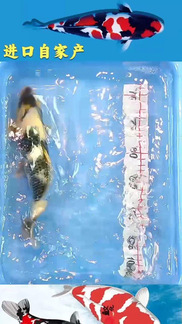 锦鲤2025/12/22悦鲤阁甄选锦鲤--24