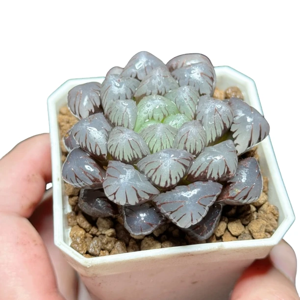 【紫姬玉露】十二卷新手好养多肉植物根系带土原盆栽培种植拍下发