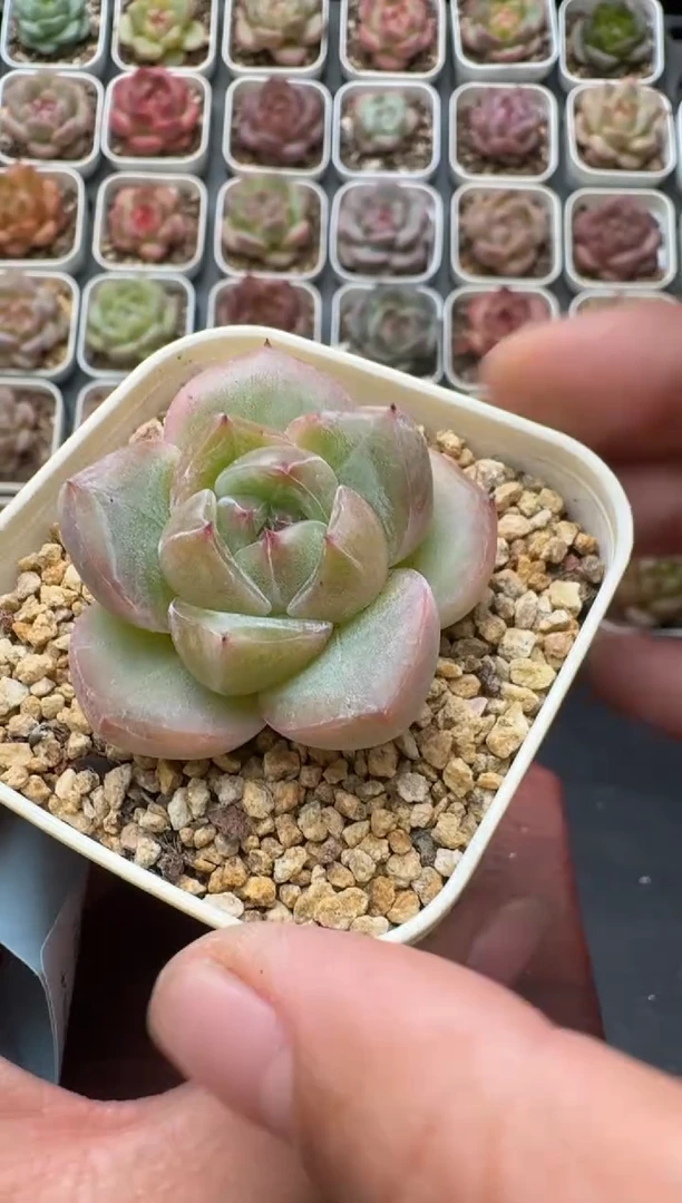312S带盆土发 当场拍3颗以上包柚 多肉植物 一物一拍