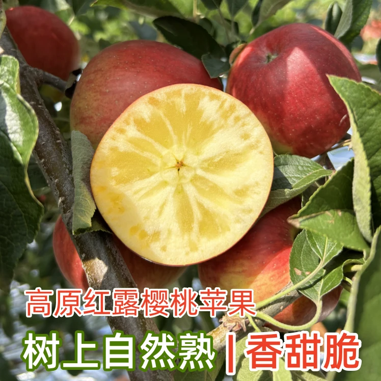 【精选】云南昭通丑苹果红露樱桃小苹果新鲜脆甜冰糖心当季整箱包邮
