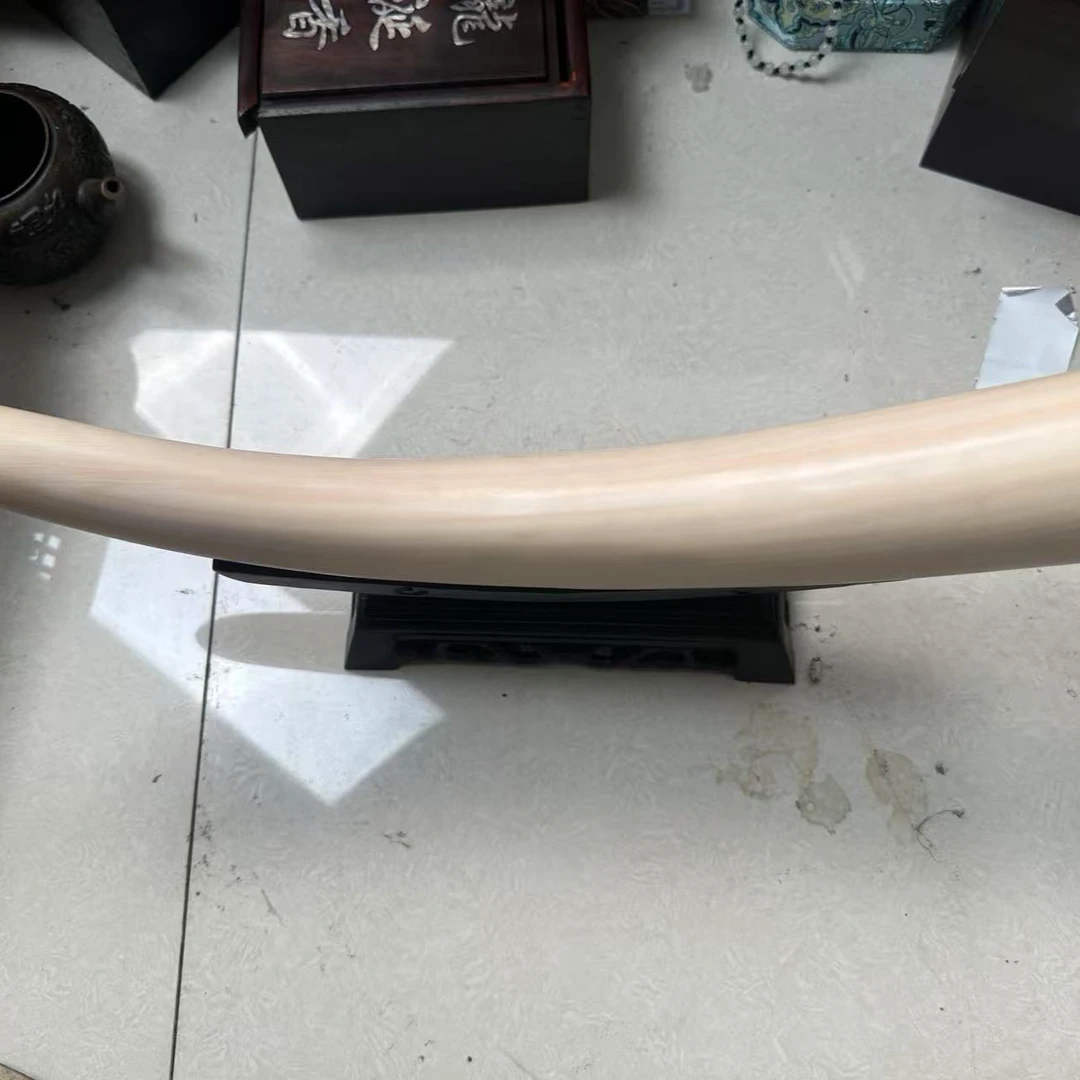 【闪购商品】猛犸牙大摆件