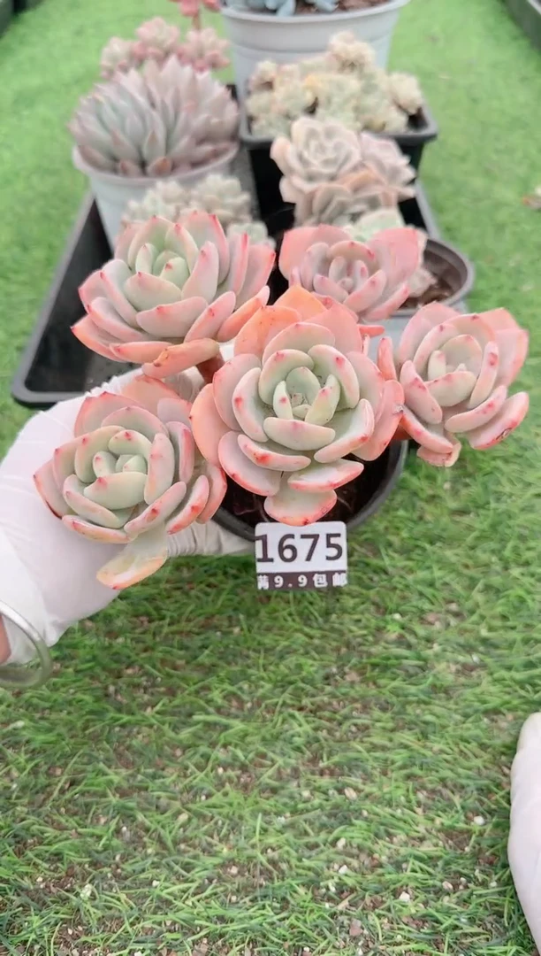 【闪购商品】信福多肉一物一拍