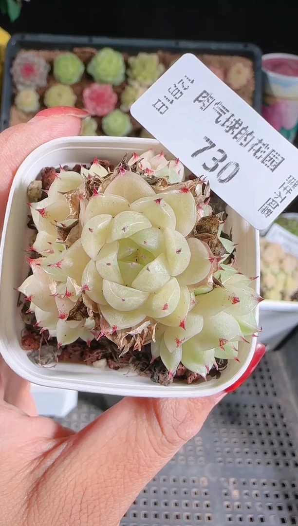 1201-730多肉群生不包整