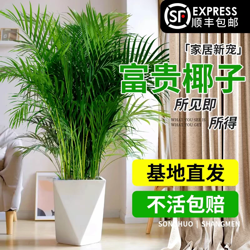【顺丰上门】富贵椰子1.2米-1.4米大绿植客厅办公室好养活过冬植物
