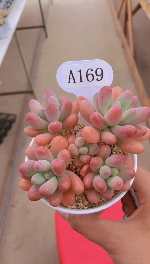【闪购商品】A169-胖大星群生脱土发（专拍）