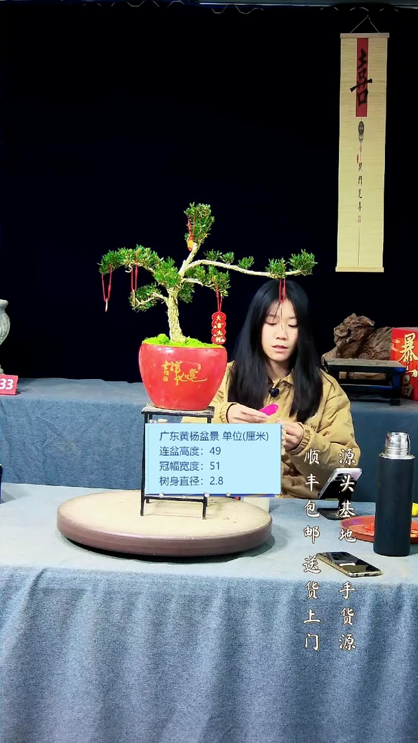 【闪购商品】黄杨盆景黄杨盆景