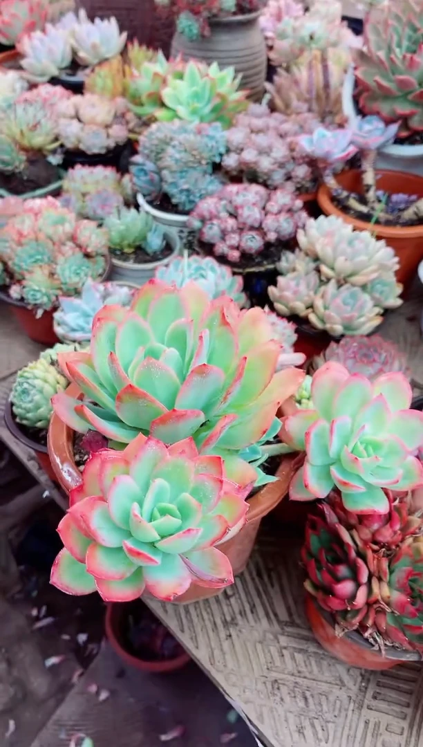 26033多肉植物一物一拍