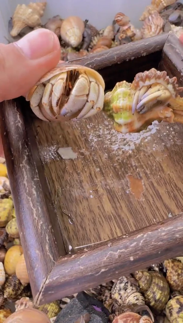 2.1口，1.4口，不理不拉两只