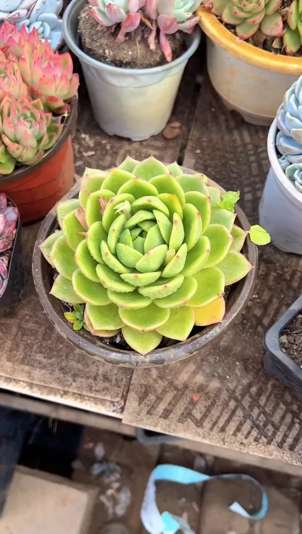 多肉植物一物一拍27465.566