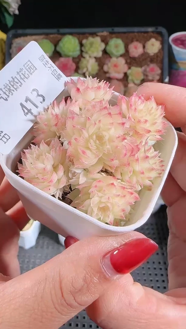 1124-413群生不包整