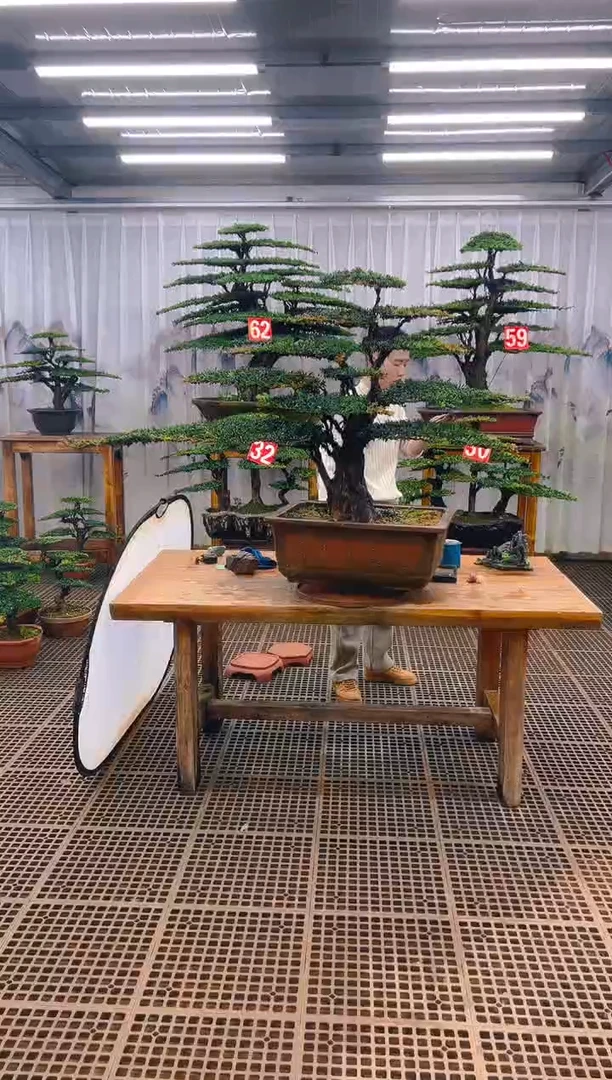 无花朵麻*哥精品盆景直播间一物一拍