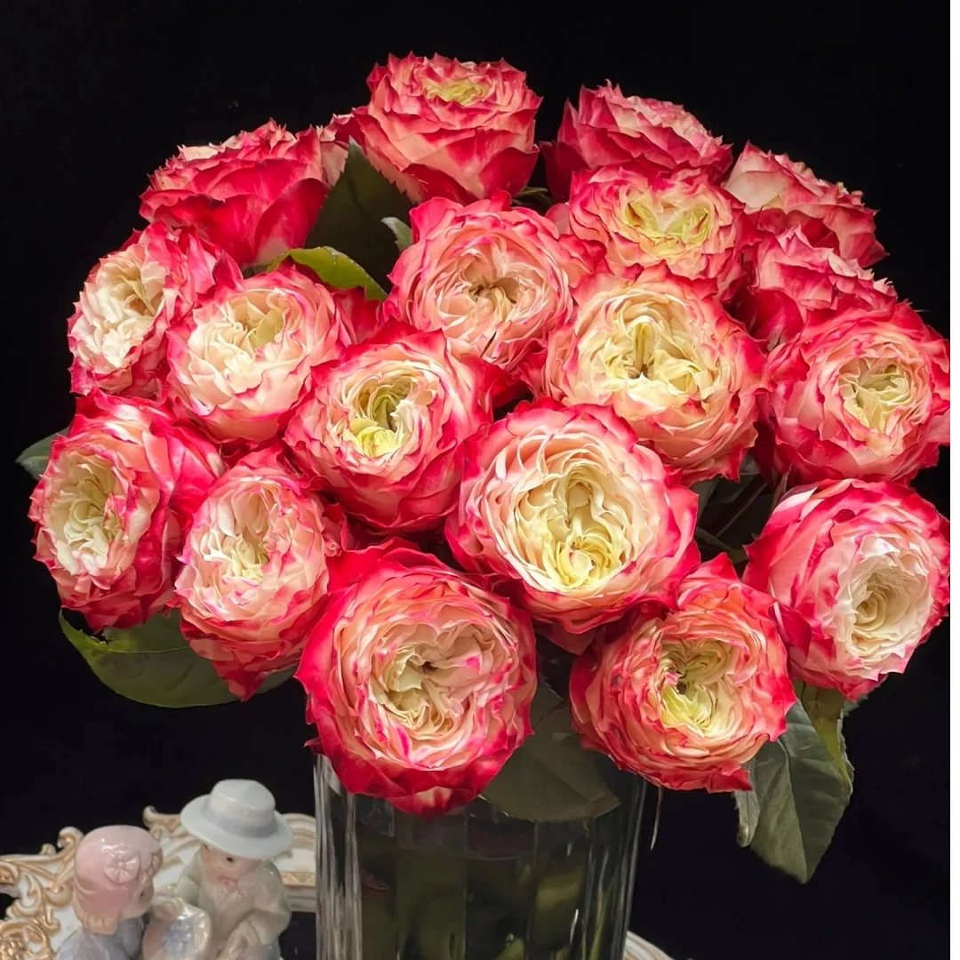 苹果杰克 玫瑰 收到花需要醒花 0°以下要拍保温棉 云南直发