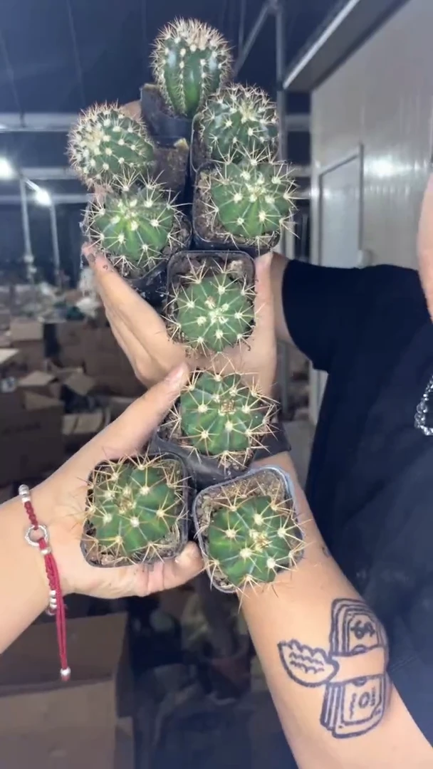 3颗 层云+3颗 黄金云+ 3颗 紫云