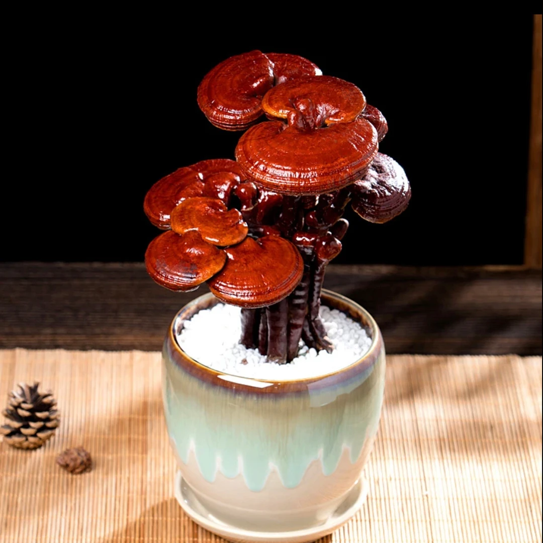 灵芝盆景观赏灵芝造型盆景一物一拍