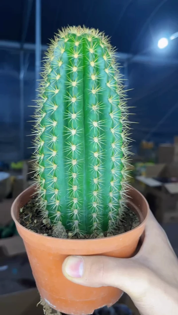 【闪购商品】大飞碟 毛花柱