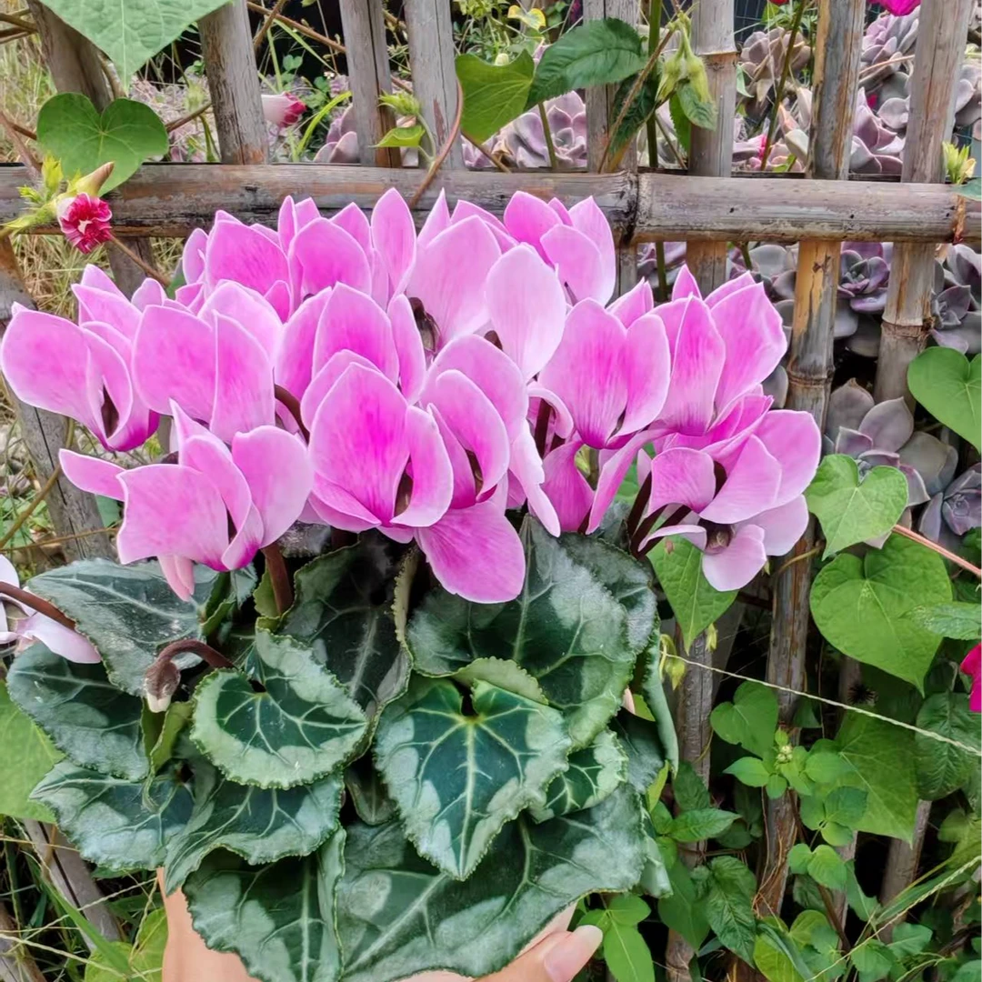 玉兔+赤兔粉黛眼 盆栽仙客来好养花期长室内观花花卉