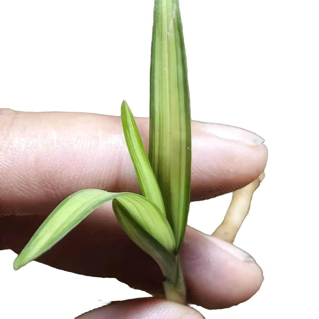 兰花带身份证资源