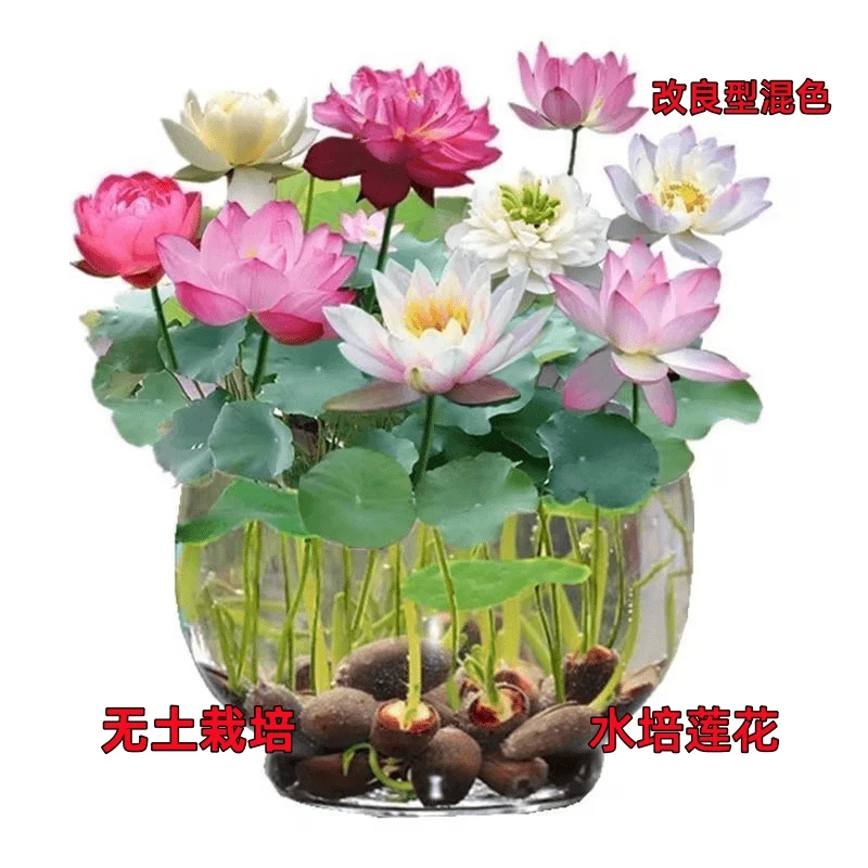 3包【新水培莲子花种子】开口盆栽无土水培莲花四季开花碗莲种子