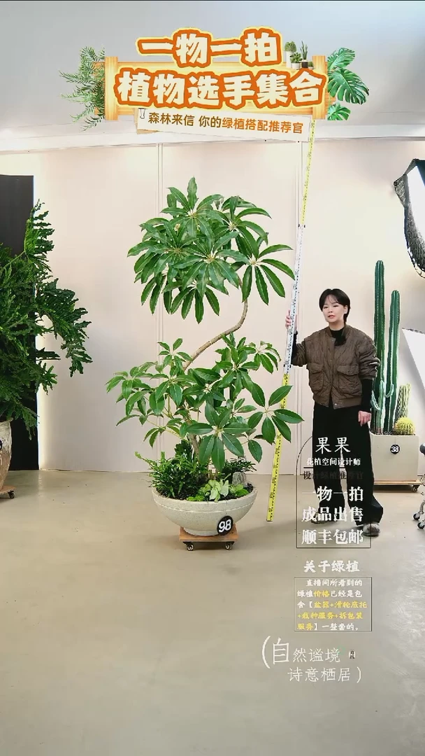 完全开放小*运日本进口保罗大叶伞连盆种好栽好一整套送货上门