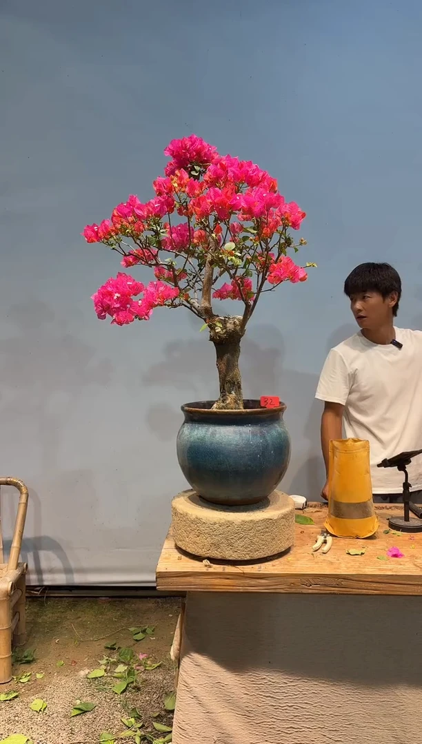 无花朵爱*三角梅32