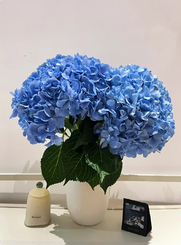 【炫彩大海蓝】大花绣球多花头起带花带花苞大花型多季节
