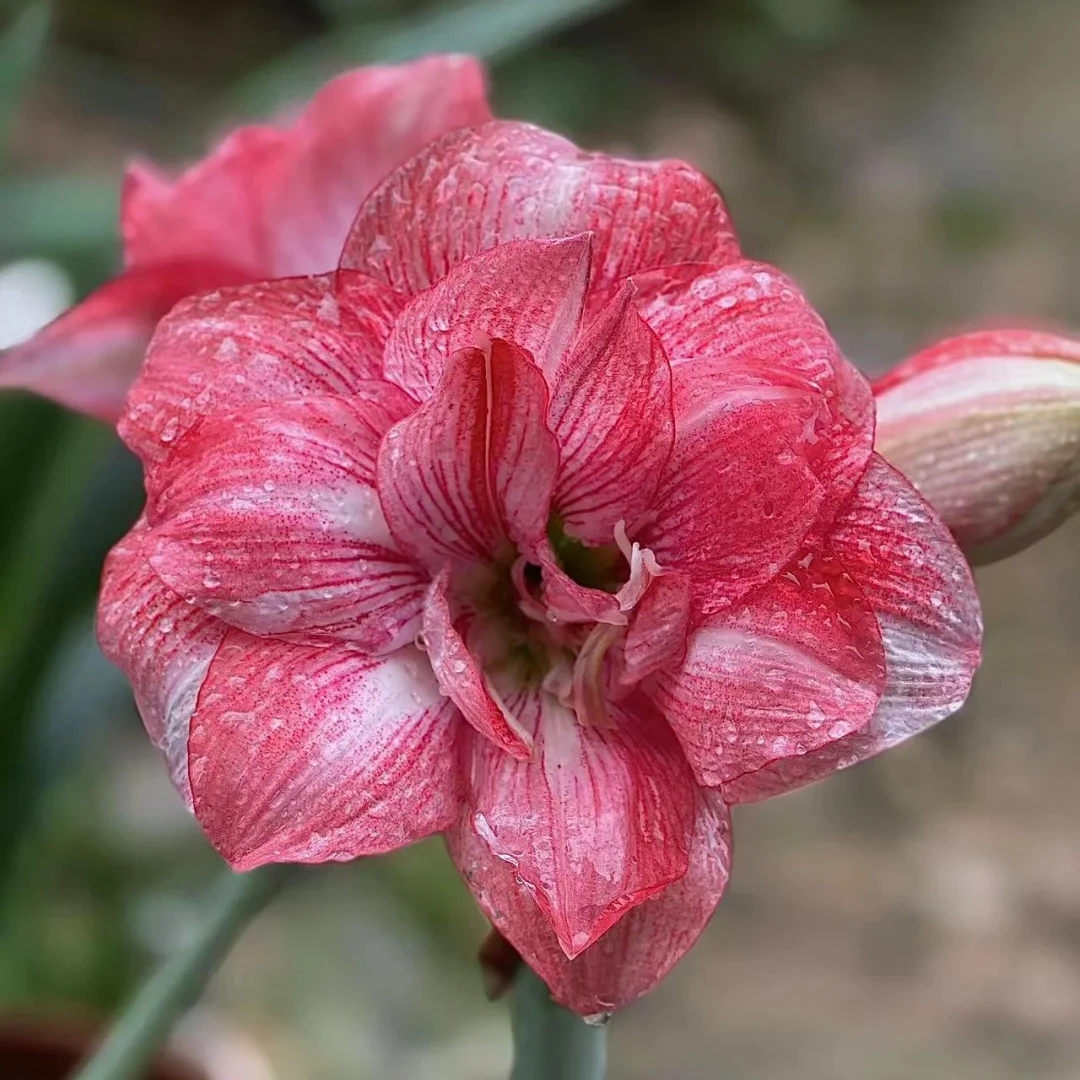 朱顶红 （球迷）香妃  包对版