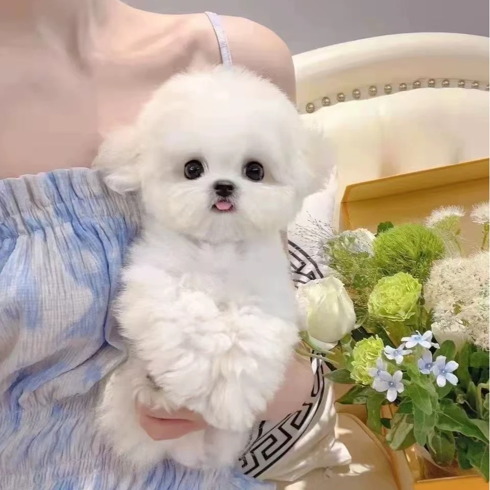 比熊  博美  活体宠物链接