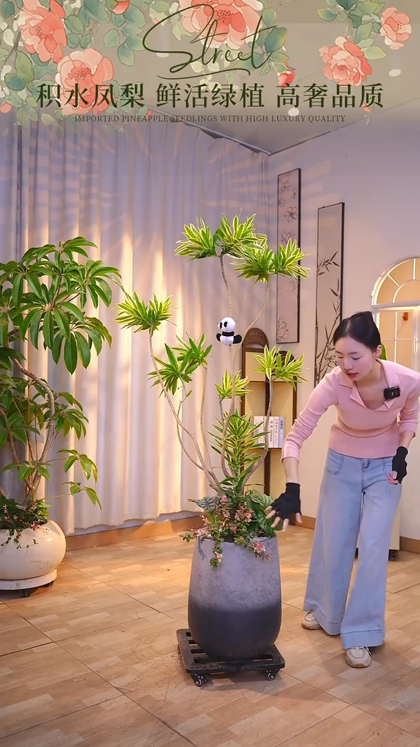 无花朵梦幻百合竹一物一拍
