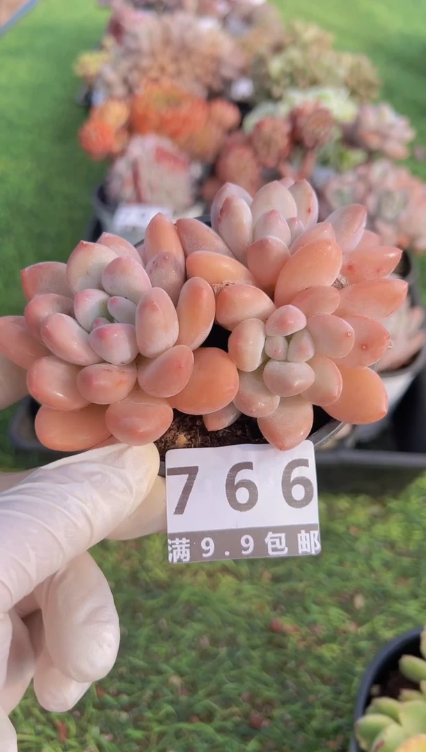 【闪购商品】信福多肉一物一拍