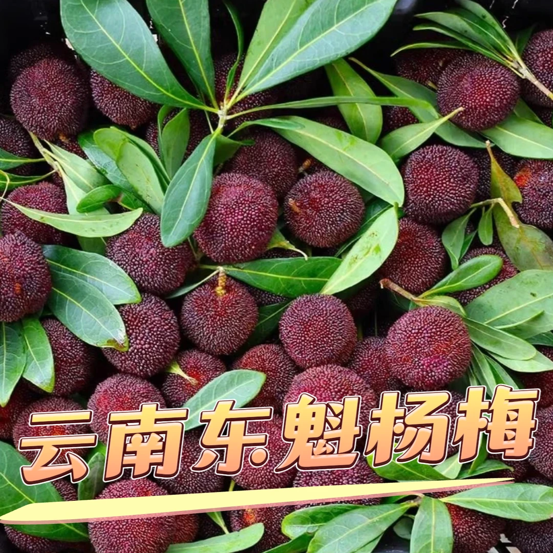【东魁杨梅】云南石屏东魁杨梅3/5斤香甜爆汁新鲜应季水果坏果包赔x