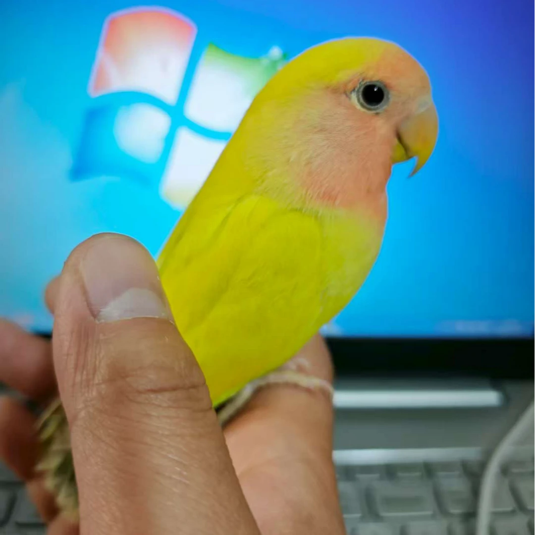 桃脸牡丹宠物鸟公母一对