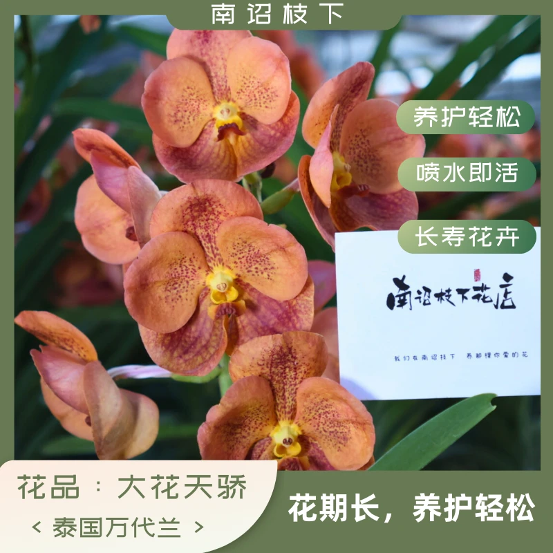 【南诏一级】泰国大花天骄 万代 兰 ，爆花量大，易养护，花期长