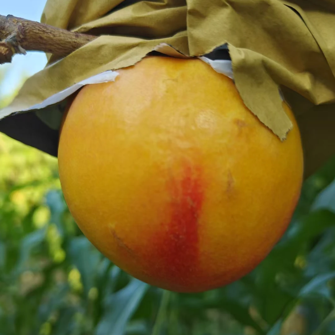 平谷大桃黄油桃3-5斤京津冀包邮北京市