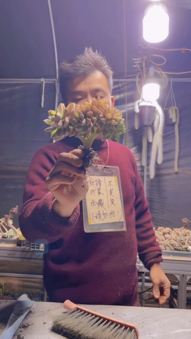 289淡雪缀化一物一拍