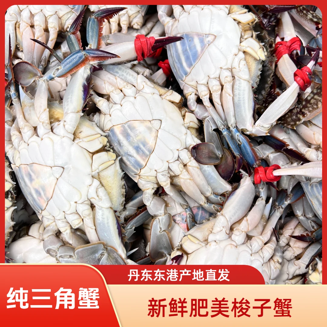 东港飞蟹  3斤精品【纯三角蟹】  单只约三两 活发【保鲜不保活】