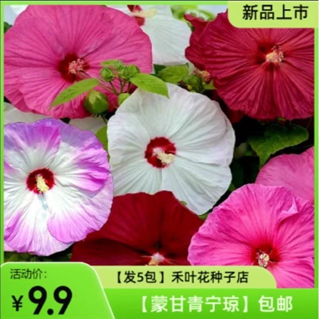 【发5包】芙蓉葵种子  大花秋葵种子 草芙蓉种子 四季播种