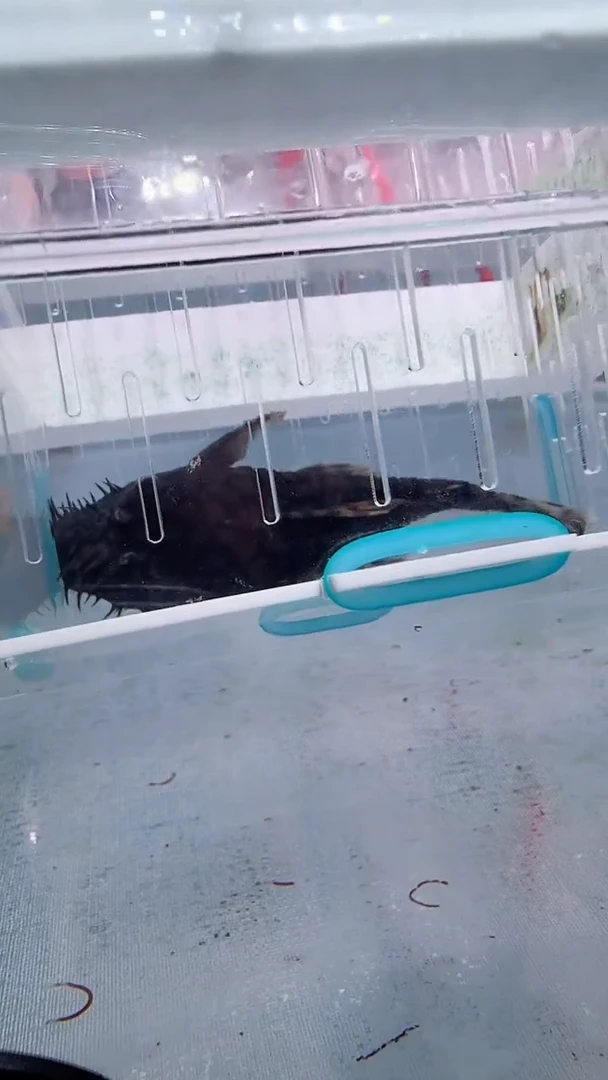 清道夫9.5  不包入缸损56