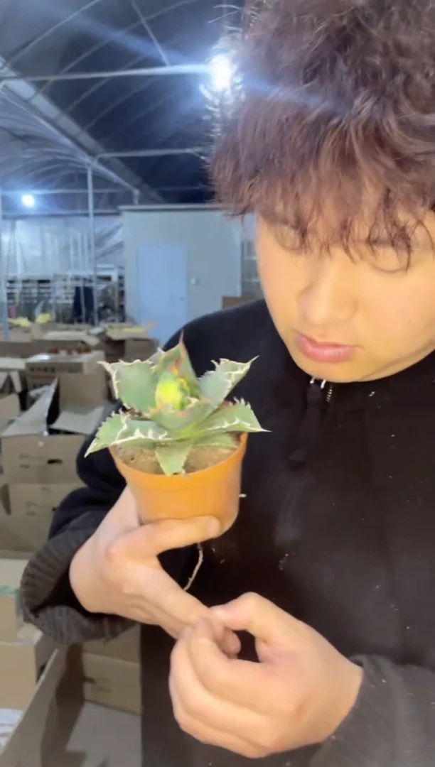 【闪购商品】白鲸 龙舌兰