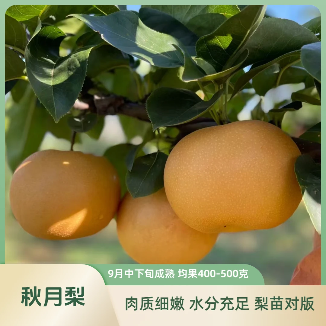 果苗/梨苗/秋月梨苗/晚熟梨苗/正宗好梨苗/现挖梨苗/梨苗基地直发
