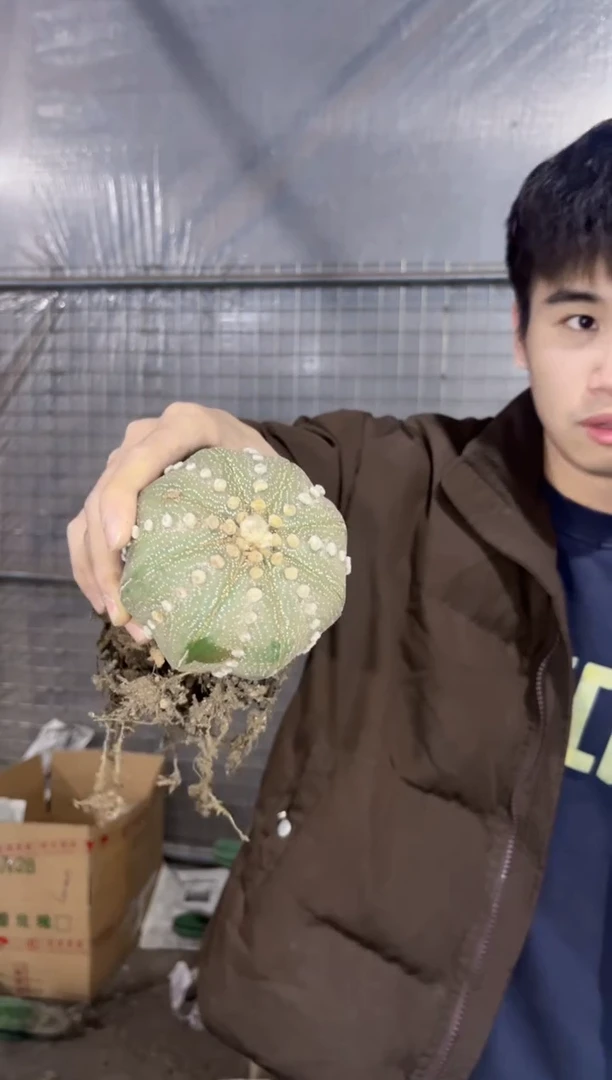 【闪购商品】星兜 6-9cm