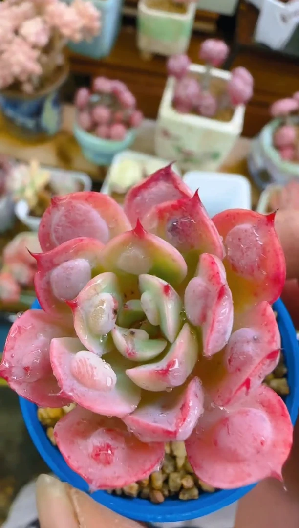 【闪购商品】春—269—仙农(雨滴）