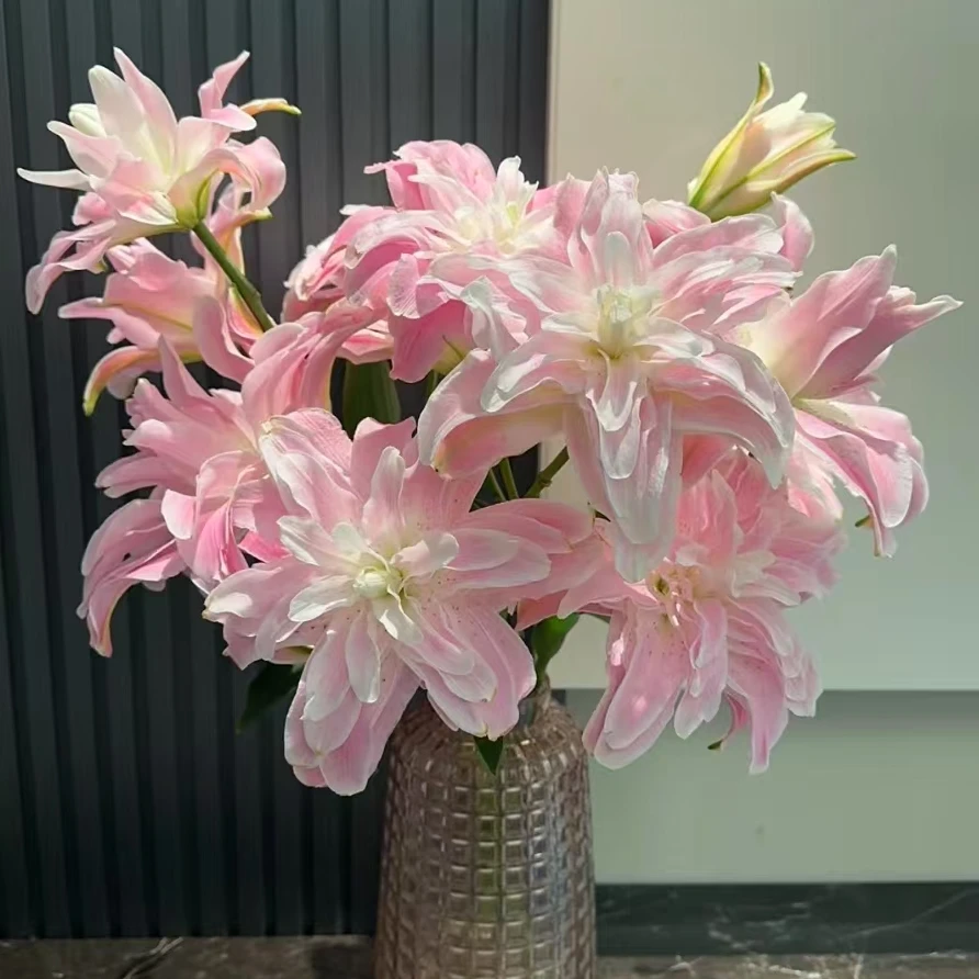 【一品花集】【莲花雅致】——重瓣百合