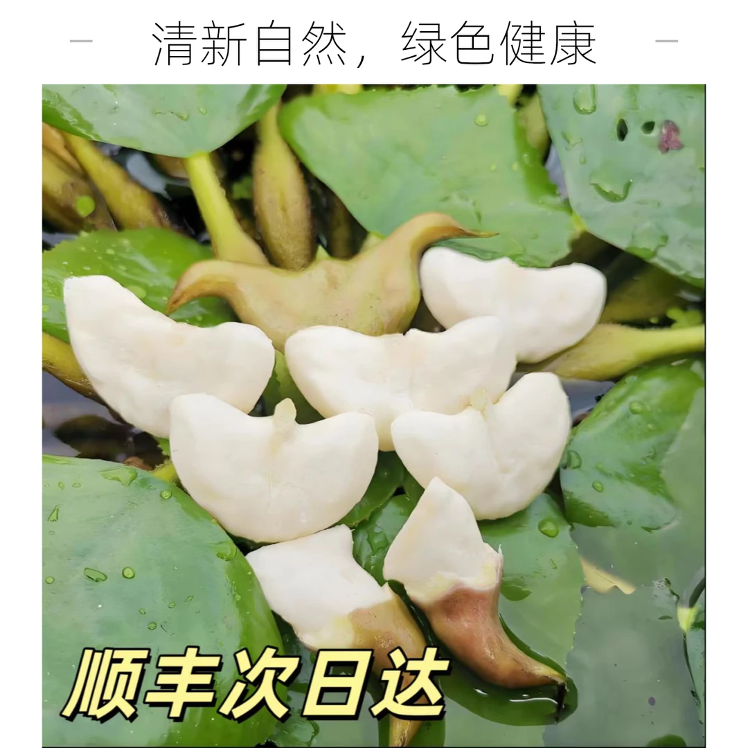 2025潮汕自家培育菱角新鲜种水培漂浮苗菱角种苗高产菱角当季鲜活5斤
