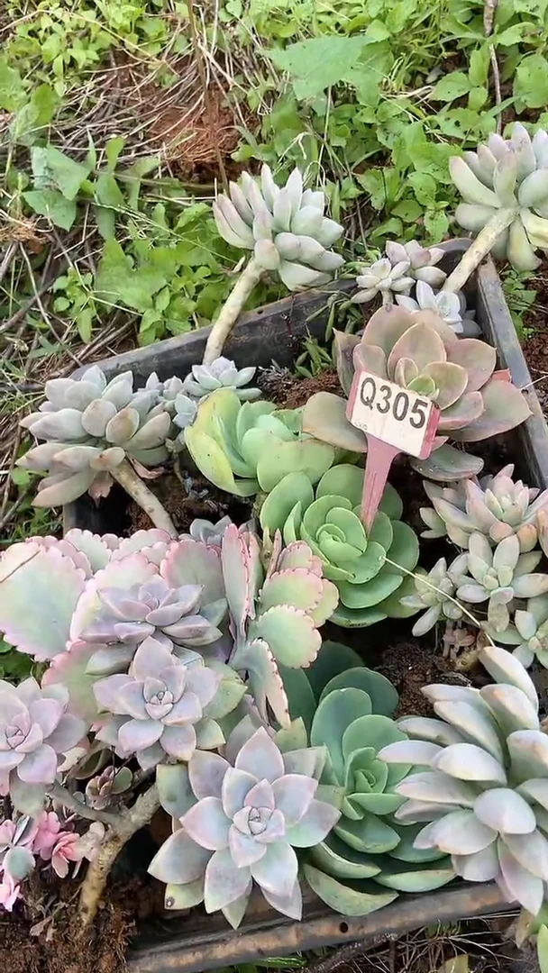 Q305地拍多肉枝头组合默认脱土发货
