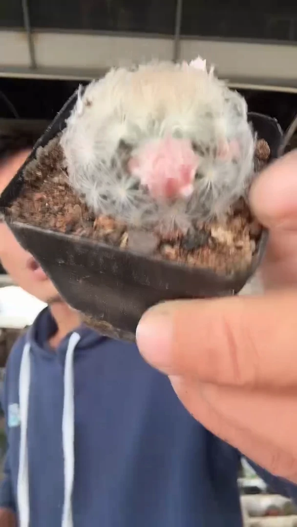 实生粉花白星两颗9.99