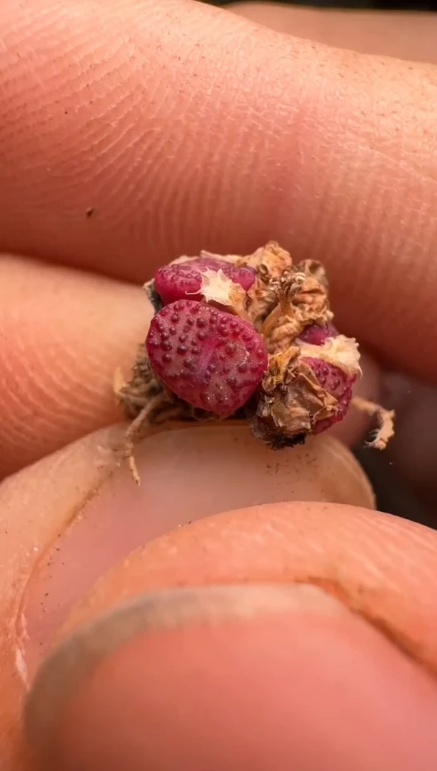 疯狂的多肉石头19-654