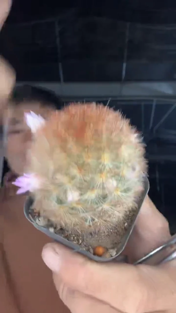 实生嘉文丸15.99