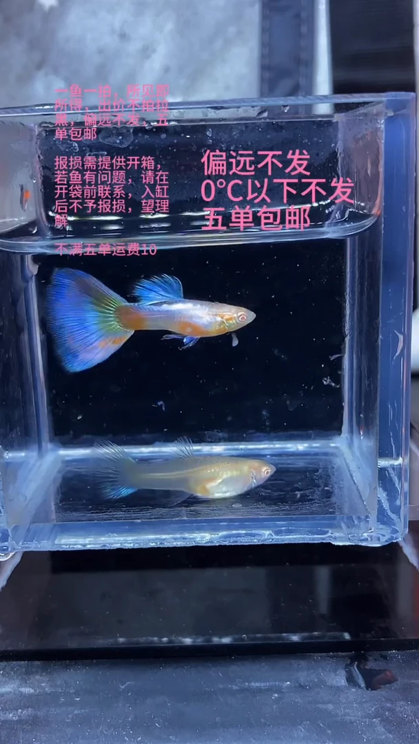 孔雀鱼孔雀鱼 08