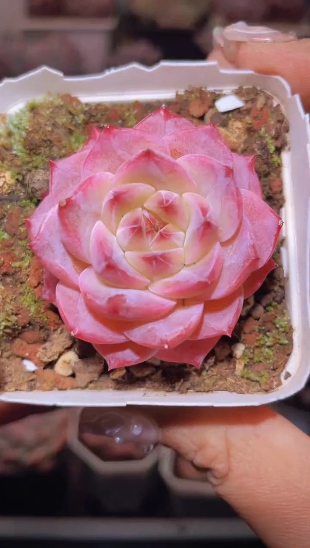 【闪购商品】450朱鹮