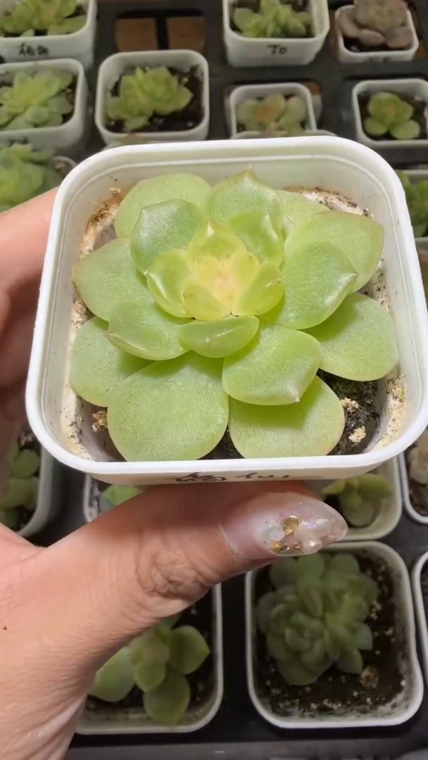 1780  谪仙多肉植物